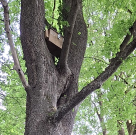 ein Wildbienenstand