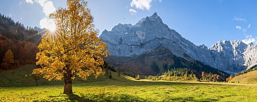 Ahorn hat gelbe Blätter, die Sonne steht dahinter und im Hintergrund sind felsige Berge