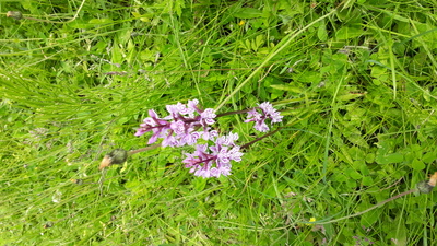 Knabenkraut (Chris.urs-o, CC BY-SA 3.0 <https://creativecommons.org/licenses/by-sa/3.0>)