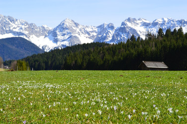 Krokusse unterm Karwendel