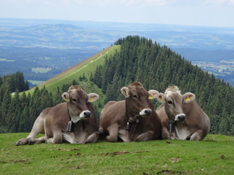 Kühe vor dem Vorderen Hördl