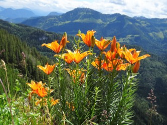 Die seltenen Feuerlilien