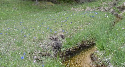 Blaue Wiesen am Wildensee